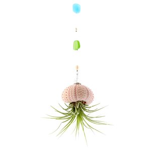 Hanging Beaded Air Plant, Beach Glass Jellyfish, Swarovski, Pearls, Sea Urchin, Hanging Air Plants, Live Plant, Gift, 2 Dirty Birds Boutique