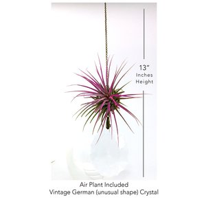 Vintage Crystal, Air Plant Hanger, Handmade, Suncatcher, Live Air Plant Display, Rainbow Maker, Mother's Day Gift, 2 Dirty Birds Boutique