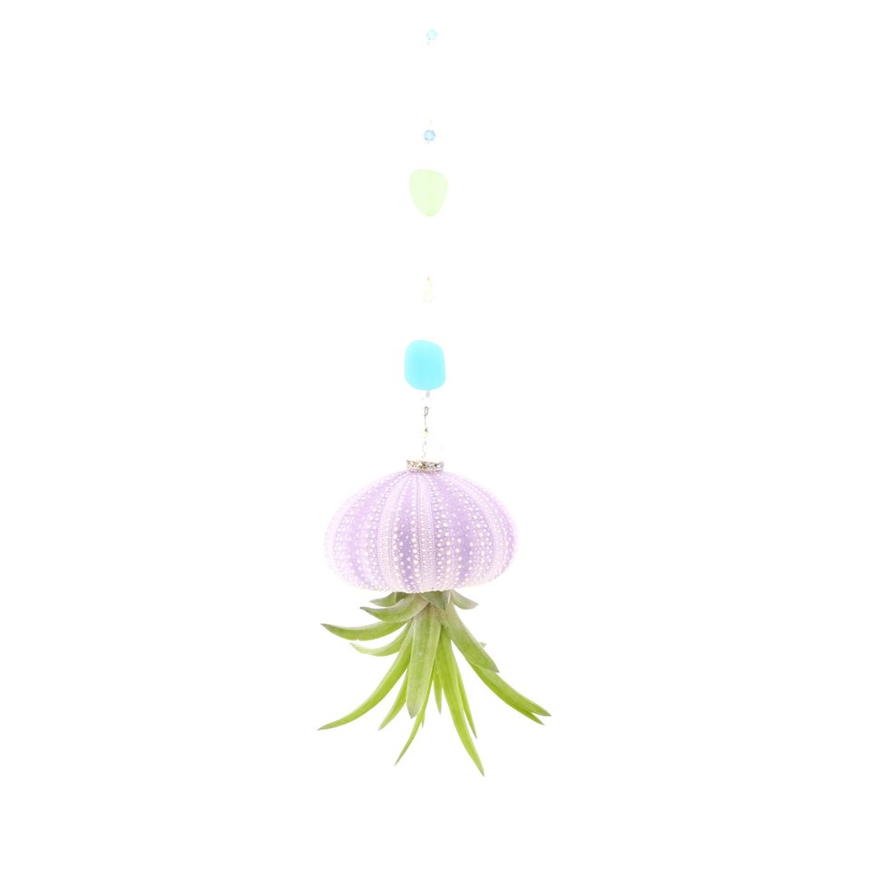 Cheerful Hanging Jellyfish, Beach Glass, Air Plant, Live Plant, Purple Urchin, Hanging Air Plant, Indoor Plant, Gift, 2 Dirty Birds Boutique