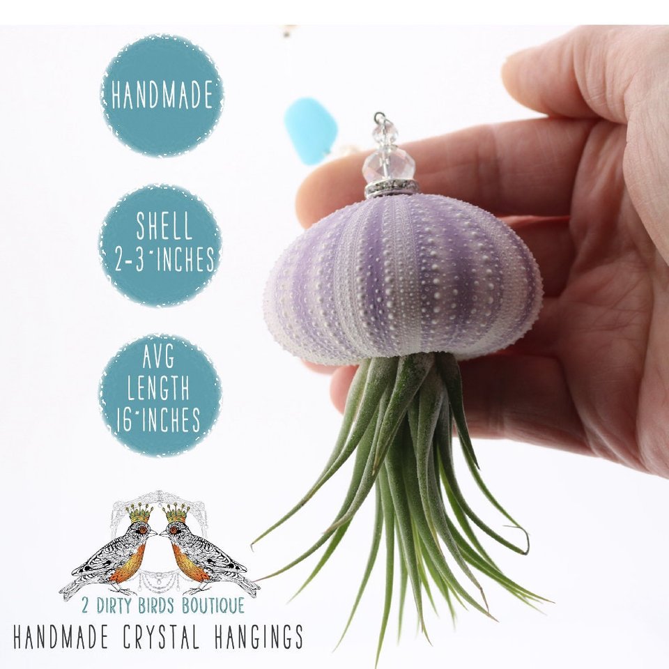 Sea Urchin Jellyfish with Sea Glass, Live Air Plant Hanging, Swarovski, Pearls, Garden, Home, 2 PK, Gift, 2 Dirty Birds Boutique