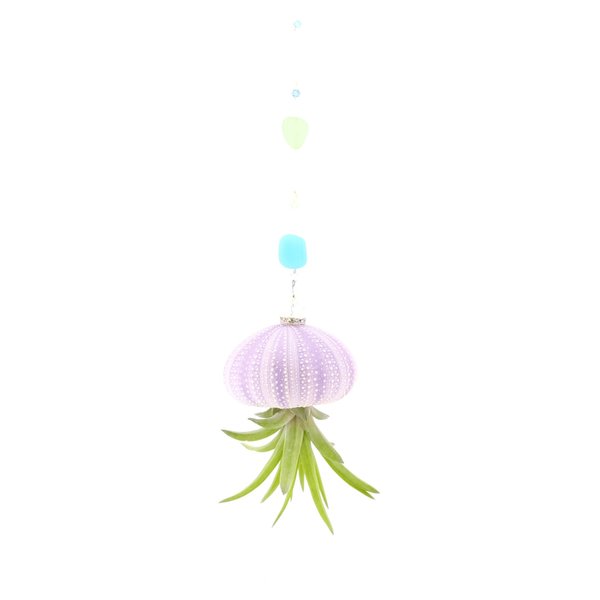 Coastal Hanging Air Plant Jellyfish: Lavender Urchin, Beach Glass Terrarium