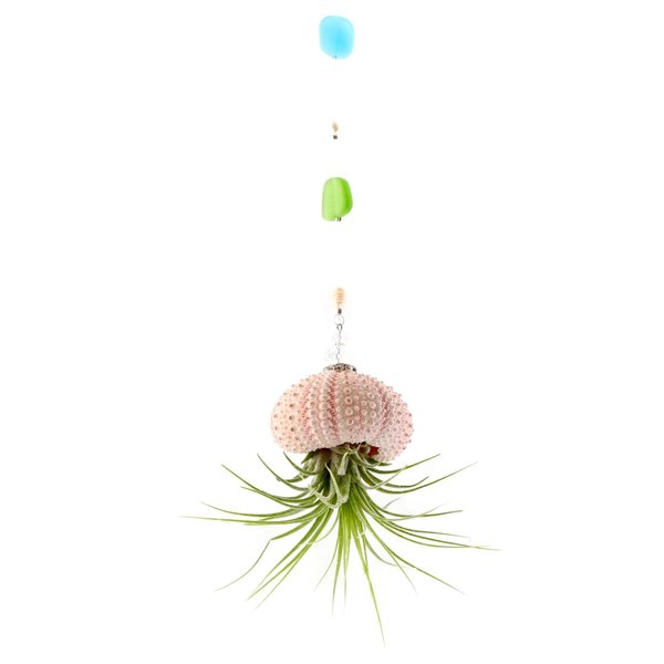 Hanging Peach Jellyfish Air Plant: Beach Glass & Sea Urchin Coastal Decor