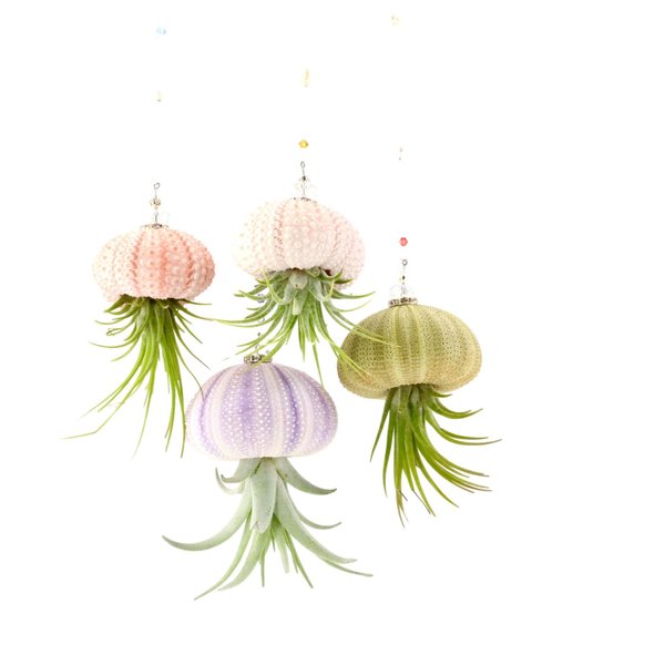 Super Cute! Handmade Jellyfish Air Plant Hanging Beaded Sea Urchin With Live Air Plant 