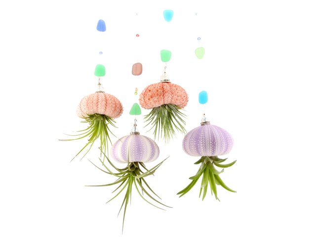 Jellyfish Air Plant Display - Handcrafted Sea Urchin with Sea Glass & Pearls, Perfect Home Decor or Unique Gift, 4PK - 2Dirty Birds Boutique