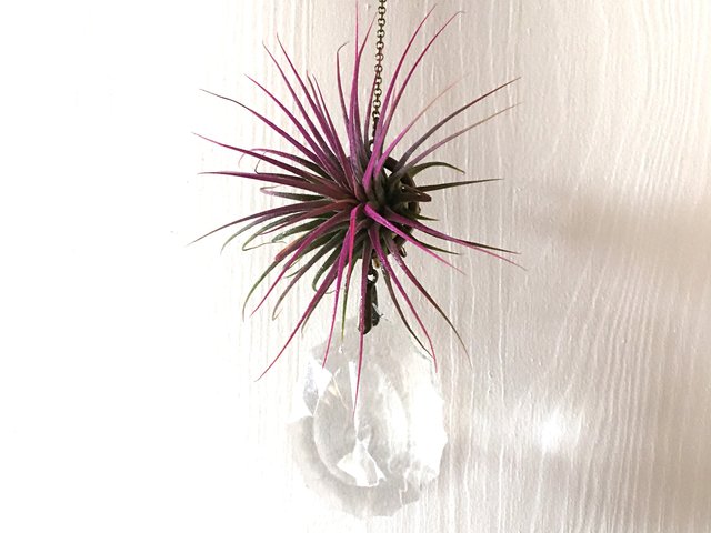 Vintage Crystal, Air Plant Hanger, Handmade, Suncatcher, Live Air Plant Display, Rainbow Maker, Mother's Day Gift, 2 Dirty Birds Boutique